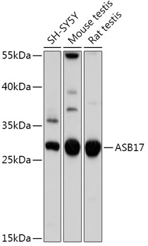 ASB17 Rabbit pAb