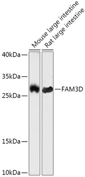 FAM3D Rabbit pAb