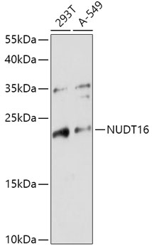 NUDT16 Rabbit pAb