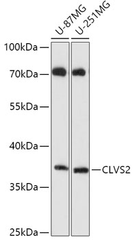 CLVS2 Rabbit pAb