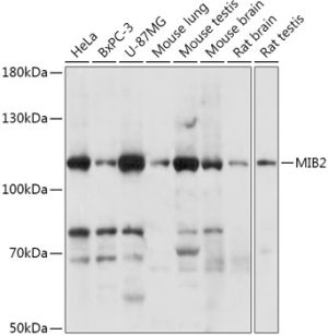 MIB2 Rabbit pAb
