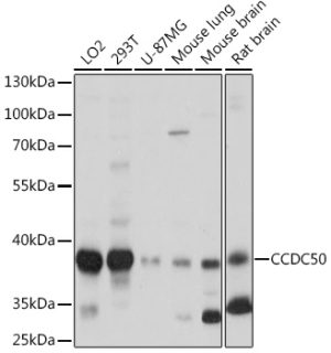 CCDC50 Rabbit pAb