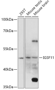IGSF11 Rabbit pAb
