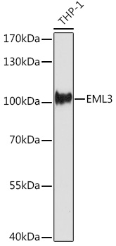 EML3 Rabbit pAb