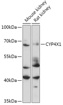 CYP4X1 Rabbit pAb
