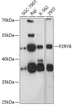 P2RY8 Rabbit pAb