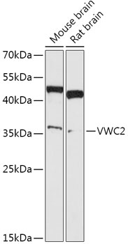 VWC2 Rabbit pAb