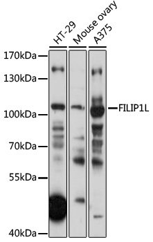 FILIP1L Rabbit pAb