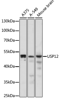 USP12 Rabbit pAb