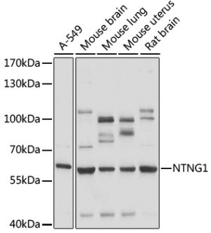 NTNG1 Rabbit pAb