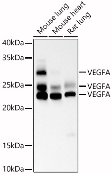 VEGFA Mouse mAb