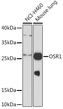 OSR1 Rabbit pAb