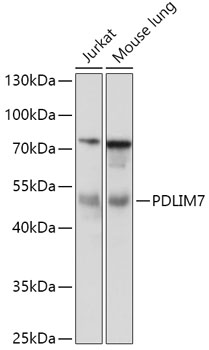 PDLIM7 Rabbit pAb