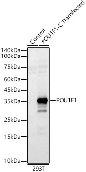 POU1F1 Rabbit pAb