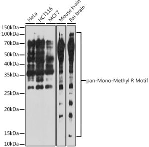pan-Mono-Methyl Arginine Motif Rabbit pAb