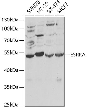 ESRRA Rabbit pAb