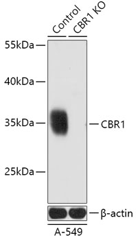 [KO Validated] CBR1 Rabbit pAb