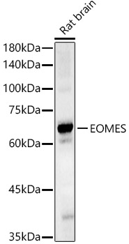 EOMES Rabbit pAb