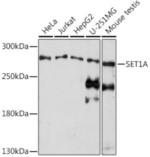 SET1A Rabbit pAb
