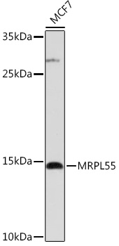 MRPL55 Rabbit pAb