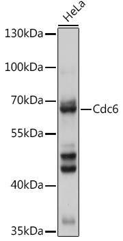 Cdc6 Rabbit pAb