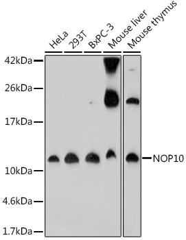 NOP10 Rabbit pAb