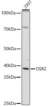 OSR2 Rabbit pAb