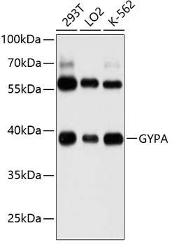 GYPA Rabbit pAb