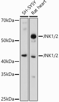 JNK1/2 Rabbit pAb