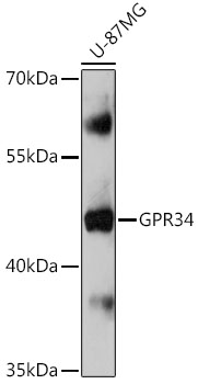 GPR34 Rabbit pAb