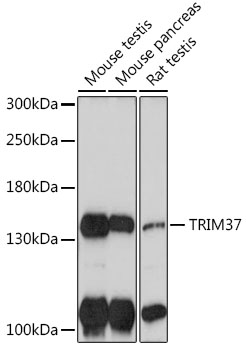 TRIM37 Rabbit pAb
