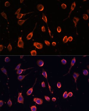 MT-ATP6 Rabbit pAb
