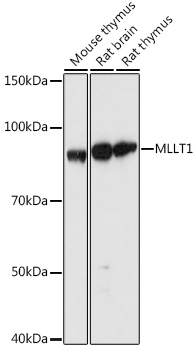 MLLT1 Rabbit pAb