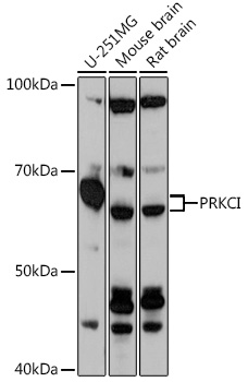 PRKCI Rabbit pAb