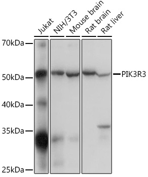 PI3KP85α/P55γ/P85β Rabbit pAb