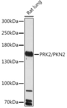 PRK2/PKN2 Rabbit pAb