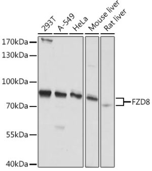 FZD8 Rabbit pAb