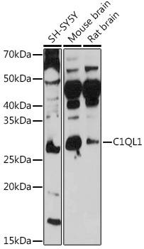 C1QL1 Rabbit pAb
