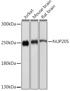 NUP205 Rabbit pAb