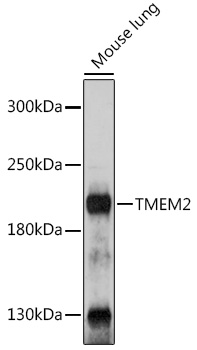 TMEM2 Rabbit pAb