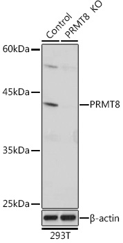 [KO Validated] PRMT8 Rabbit pAb