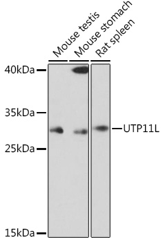 UTP11L Rabbit pAb