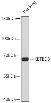 KBTBD8 Rabbit pAb