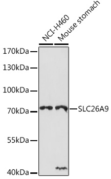 SLC26A9 Rabbit pAb
