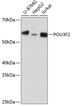 POU3F2 Rabbit pAb