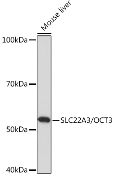 SLC22A3/OCT3 Rabbit pAb
