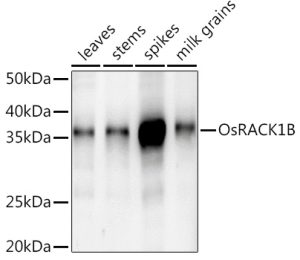 OsRACK1B Rabbit pAb