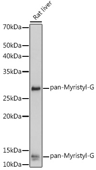 pan-Myristyl-G Rabbit pAb