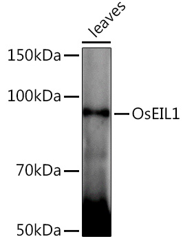 OsEIL1 Rabbit pAb