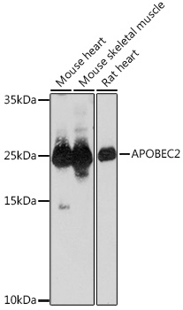 APOBEC2 Rabbit pAb